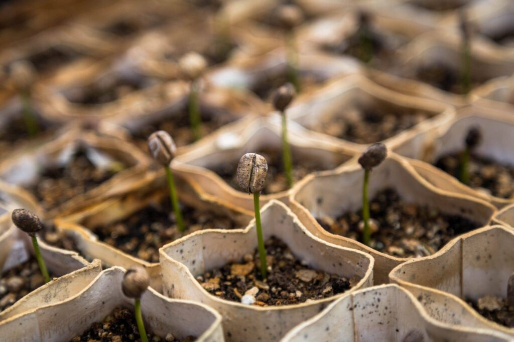 Seedlings emerging from individual growing pots