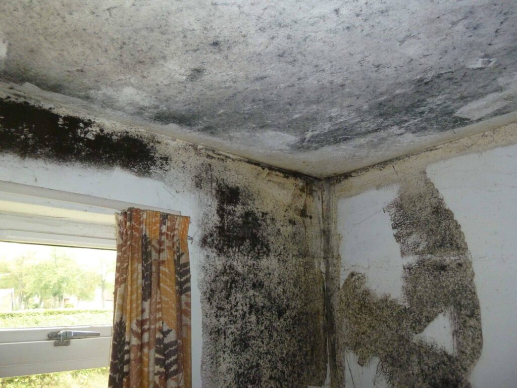 moisture and mold