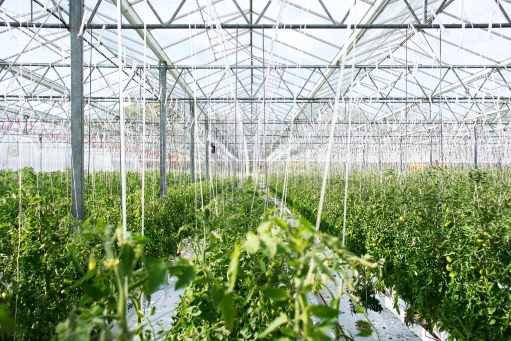 agricultural greenhouse