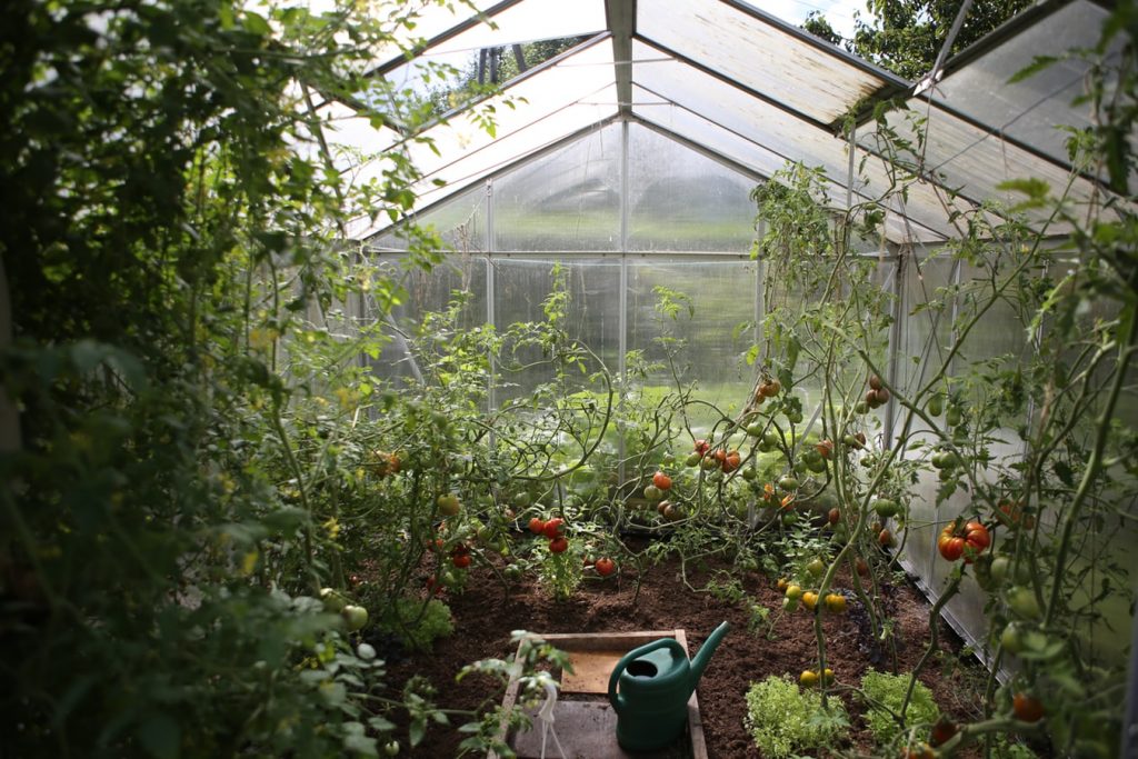 Plants growing inside a greenhouse with a watering can