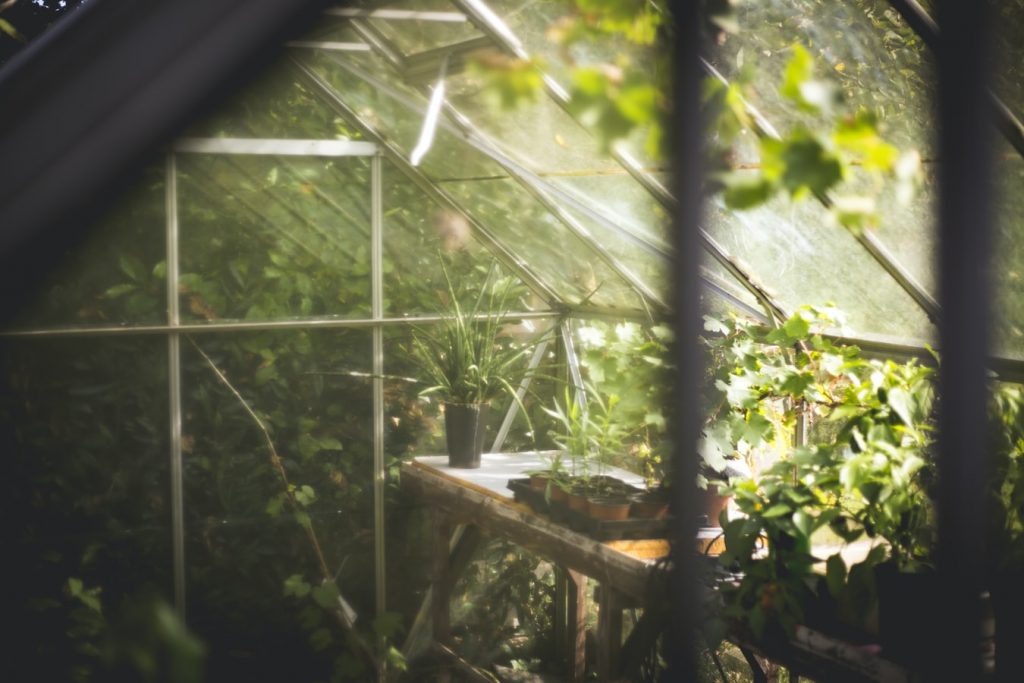 Sunlight falling on plants inside a greenhouse