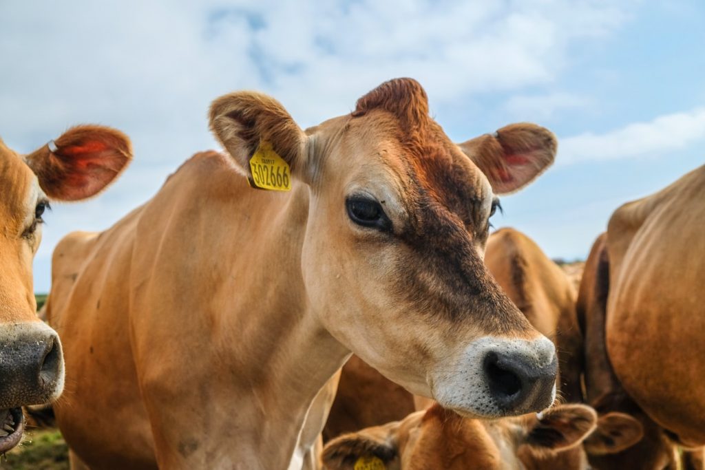 Dairy cattle in a field