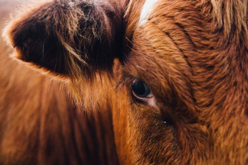 Close-up of cattle in a livestock herd