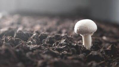 Mushroom growing conditions
