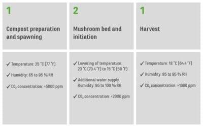 Phases of mushroom growth