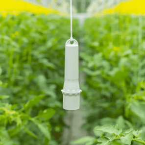 Aranet & E+E Sensors: Precision Tools for Vertical Farms and Insect Growers Aranet & E+E Sensors: Precision Tools for Vertical Farms and Insect Growers